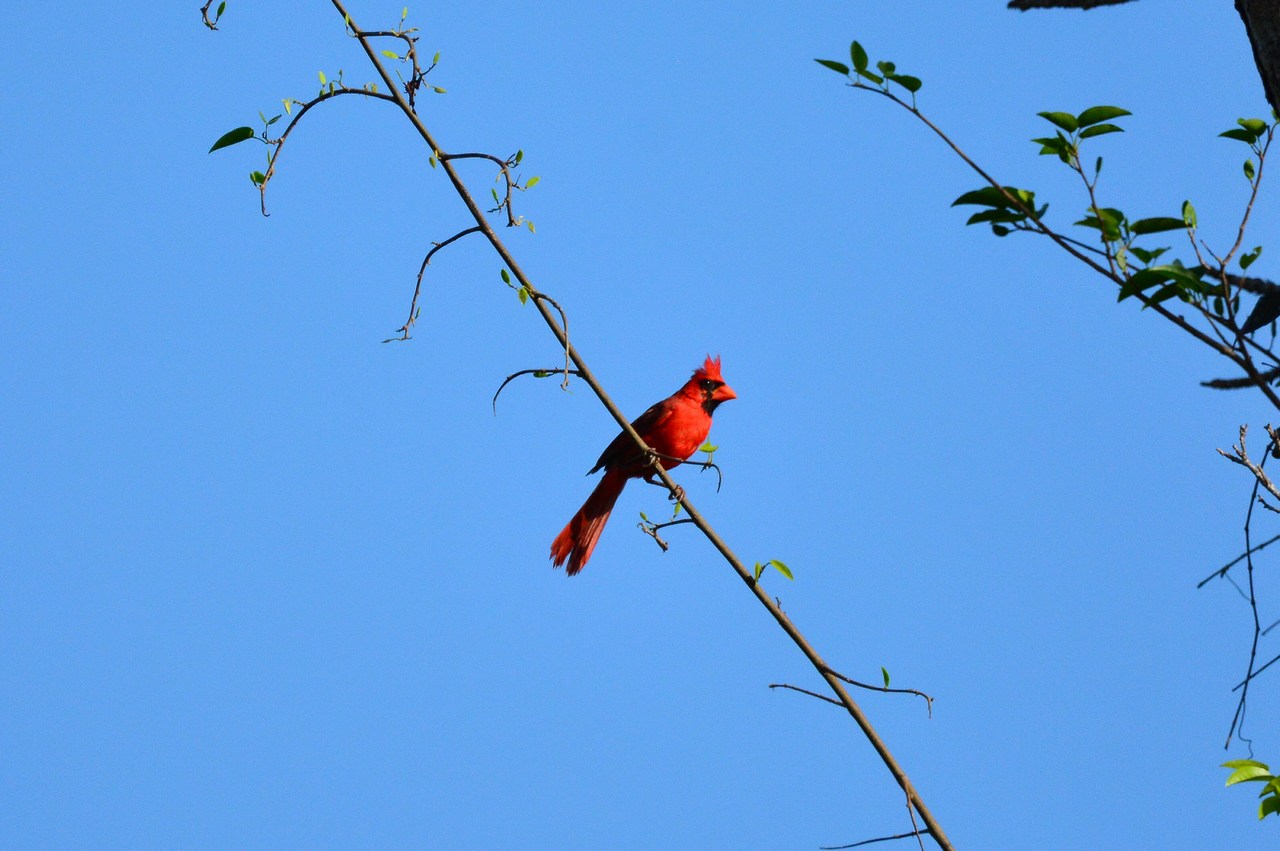 Cardinalis cardinalis